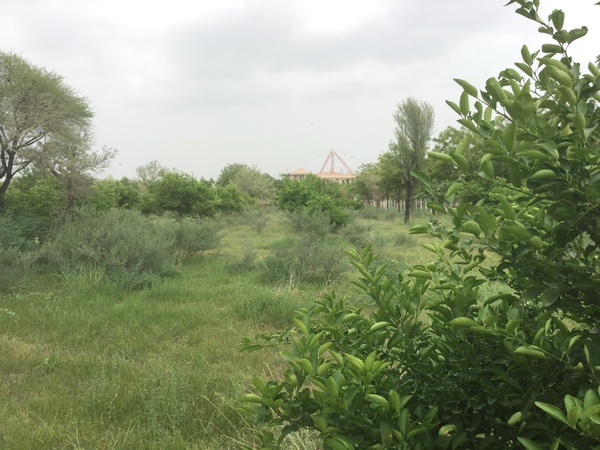 lemon field with the first monsoon native grasses coming up 600